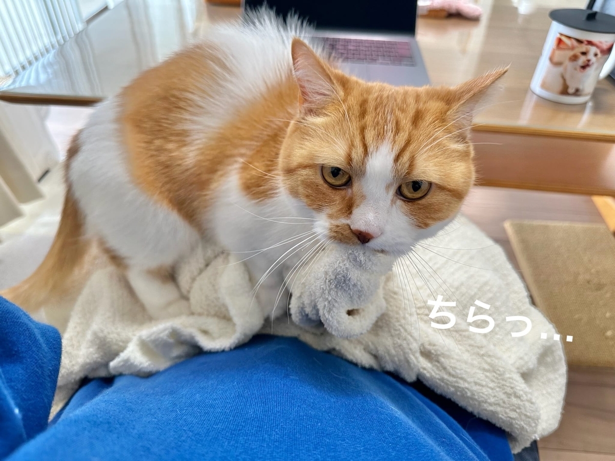 お膝猫るるちゃん3