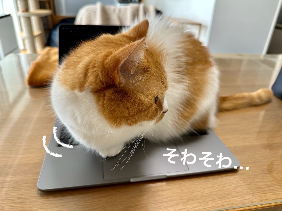 パソコンの上のるるちゃん2