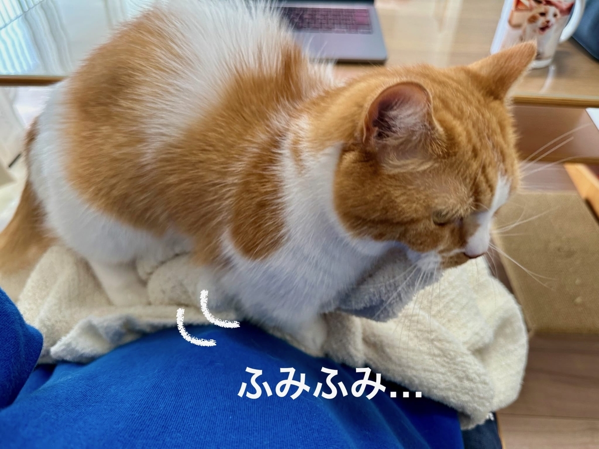 お膝猫るるちゃん2