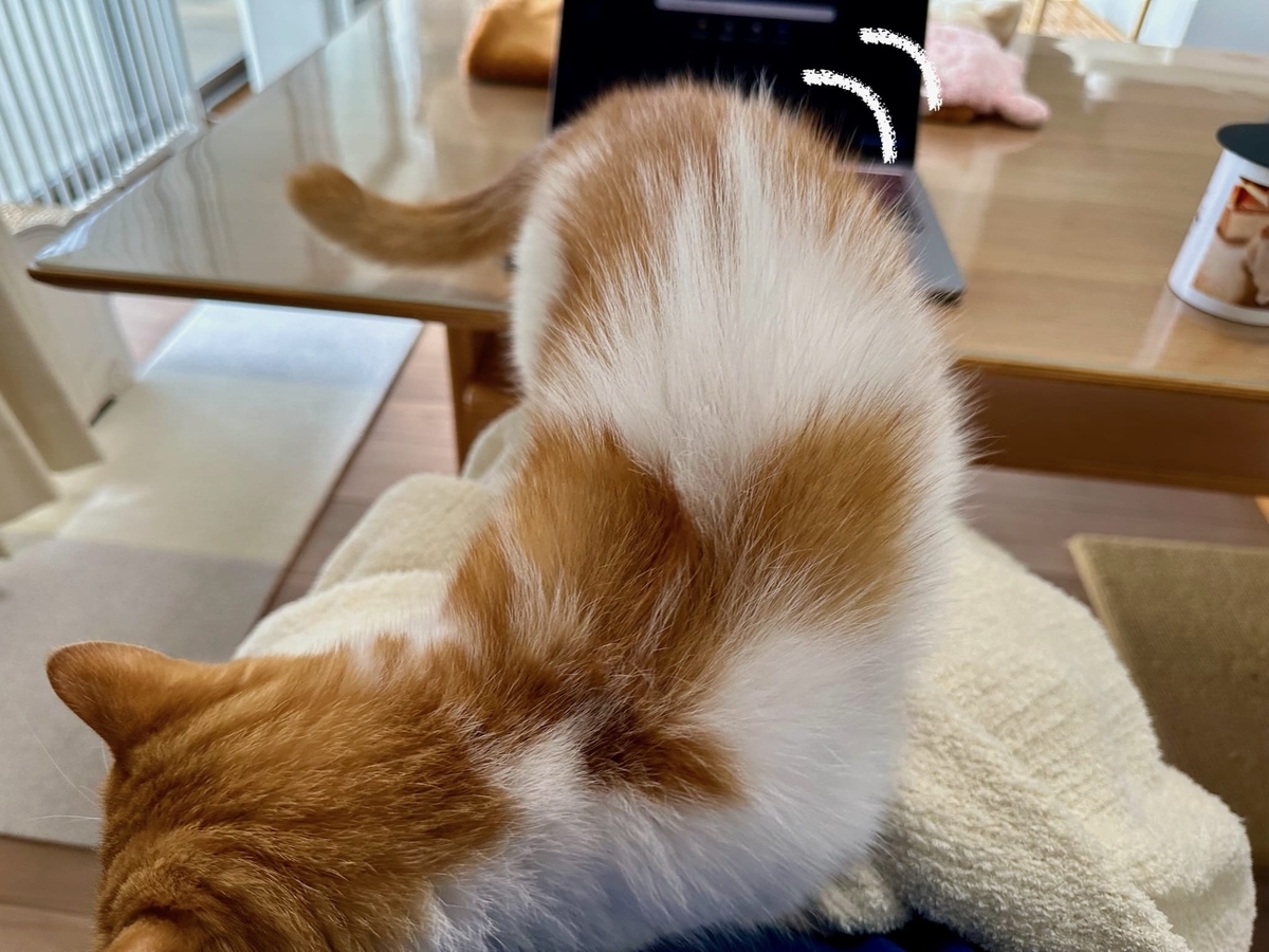 お膝猫るるちゃん1