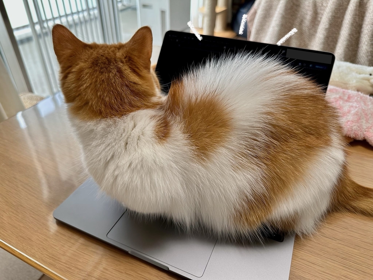 パソコンの上のるるちゃん1