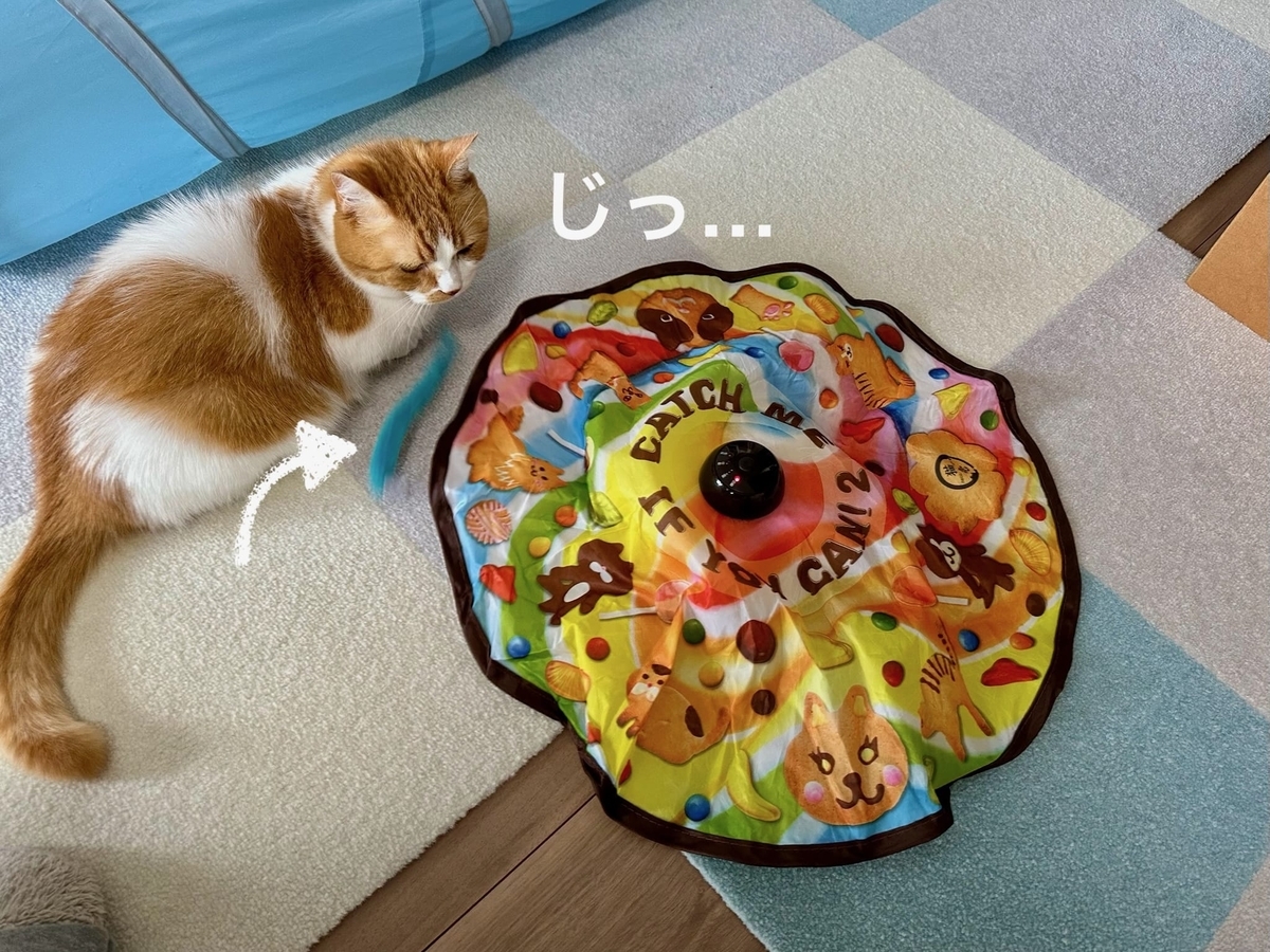 キャッチミーイフユーキャンとるるちゃん1