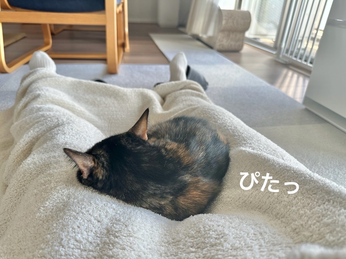 足の間に挟まるもなちゃん