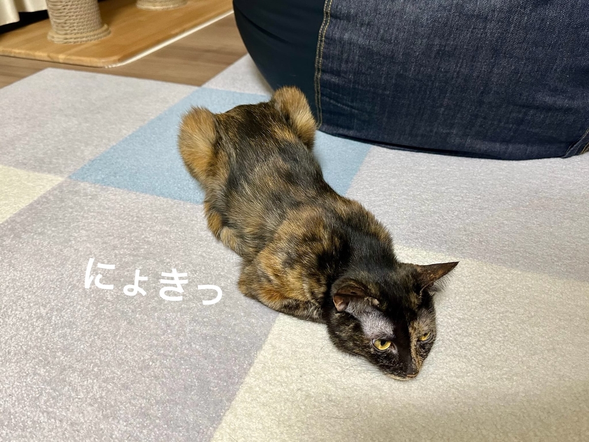 床暖でくつろぐもなちゃん