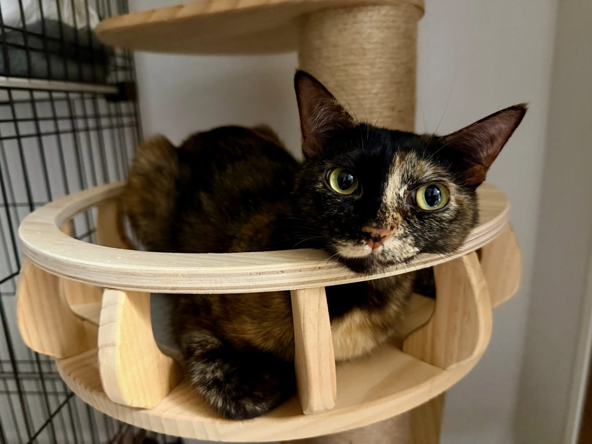 お目目きゅるるんもなちゃん1