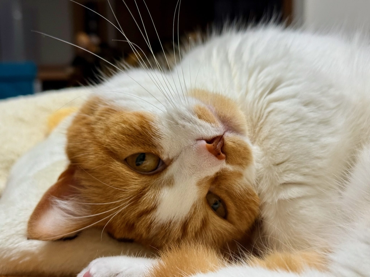 おねむのるるちゃん2