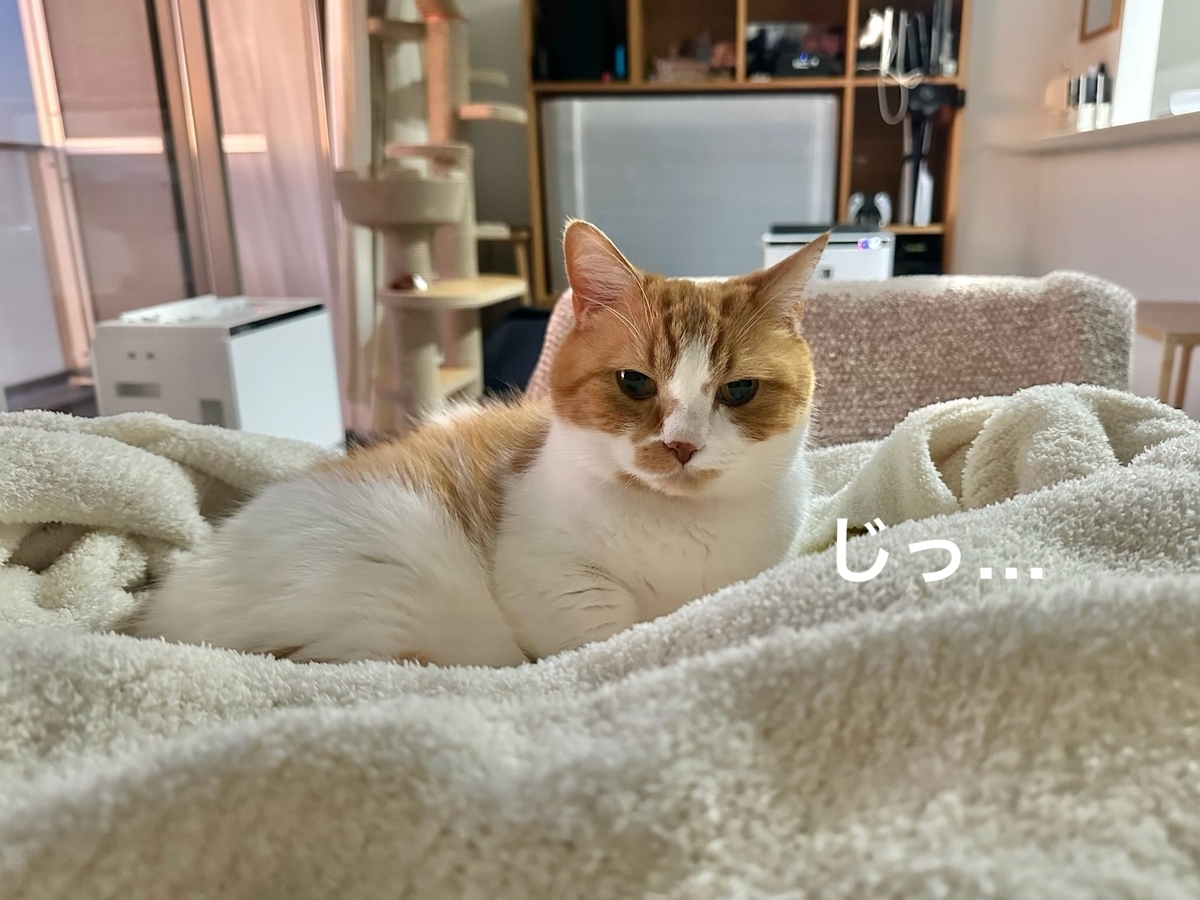 見つめるるるちゃん