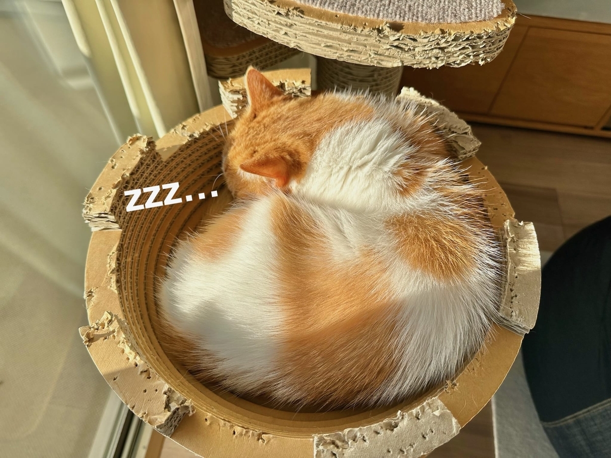 お昼寝中のるるもな3