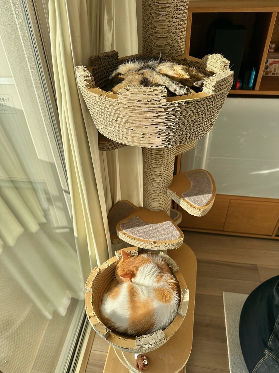 お昼寝中のるるもな1