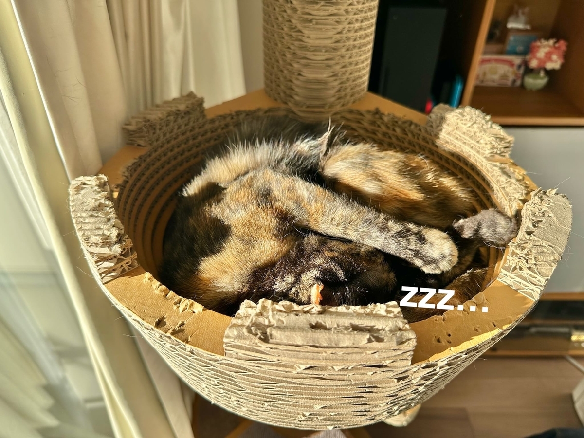 お昼寝中のるるもな2