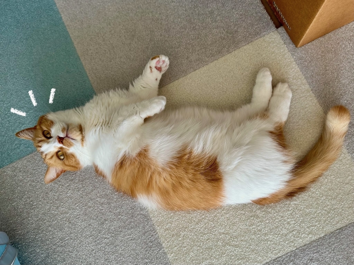 床に転がるるるちゃん2