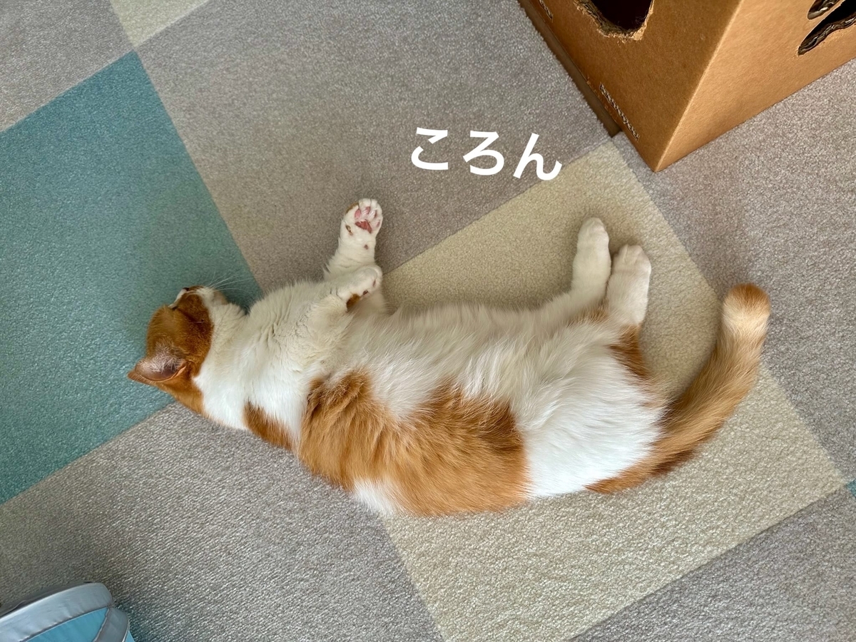 床に転がるるるちゃん1