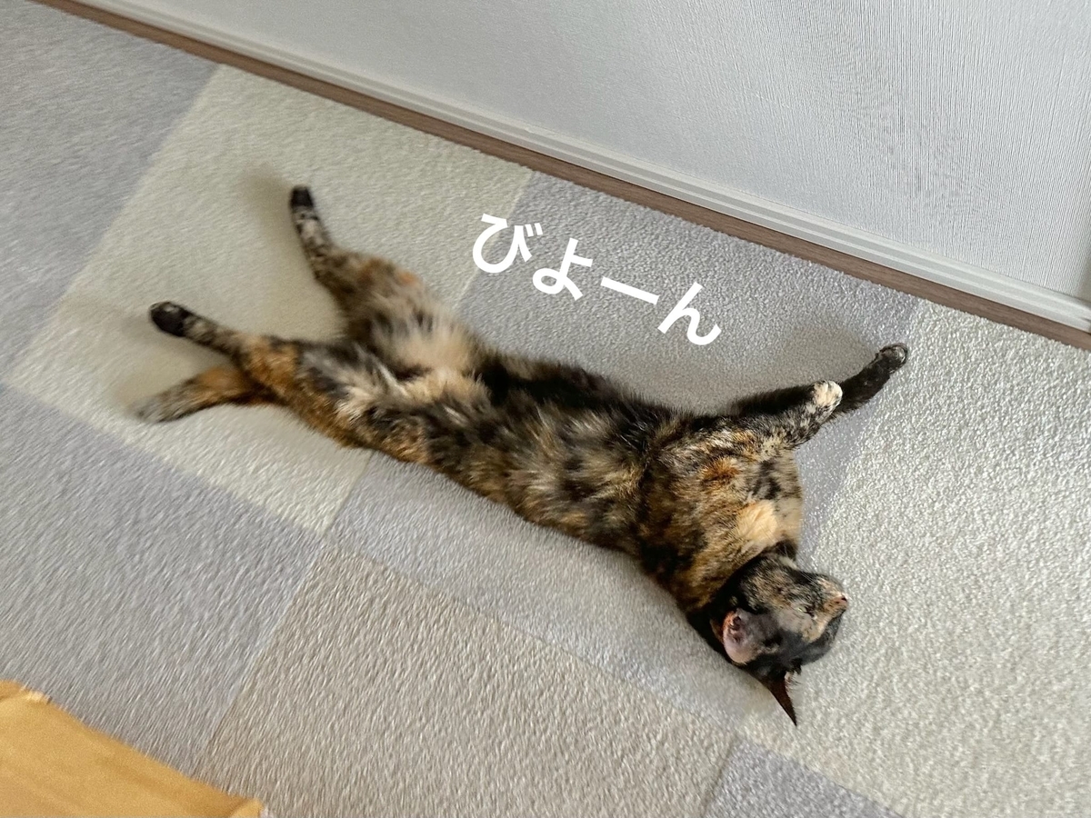 床に転がるもなちゃん1