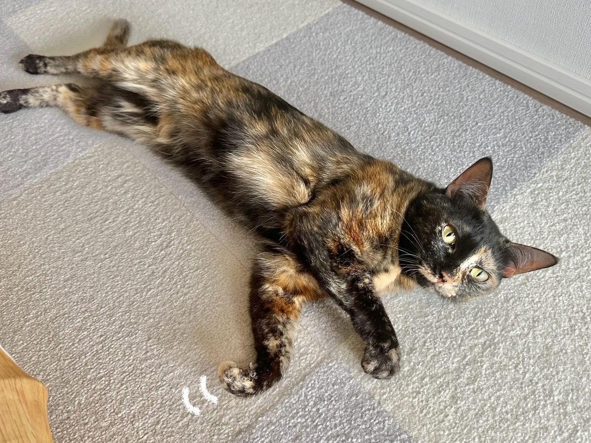 床に転がるもなちゃん2