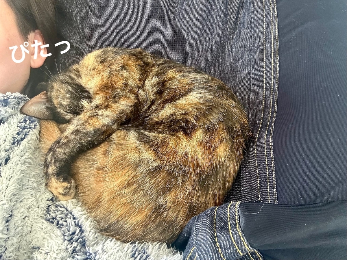 お昼寝中のもなちゃん