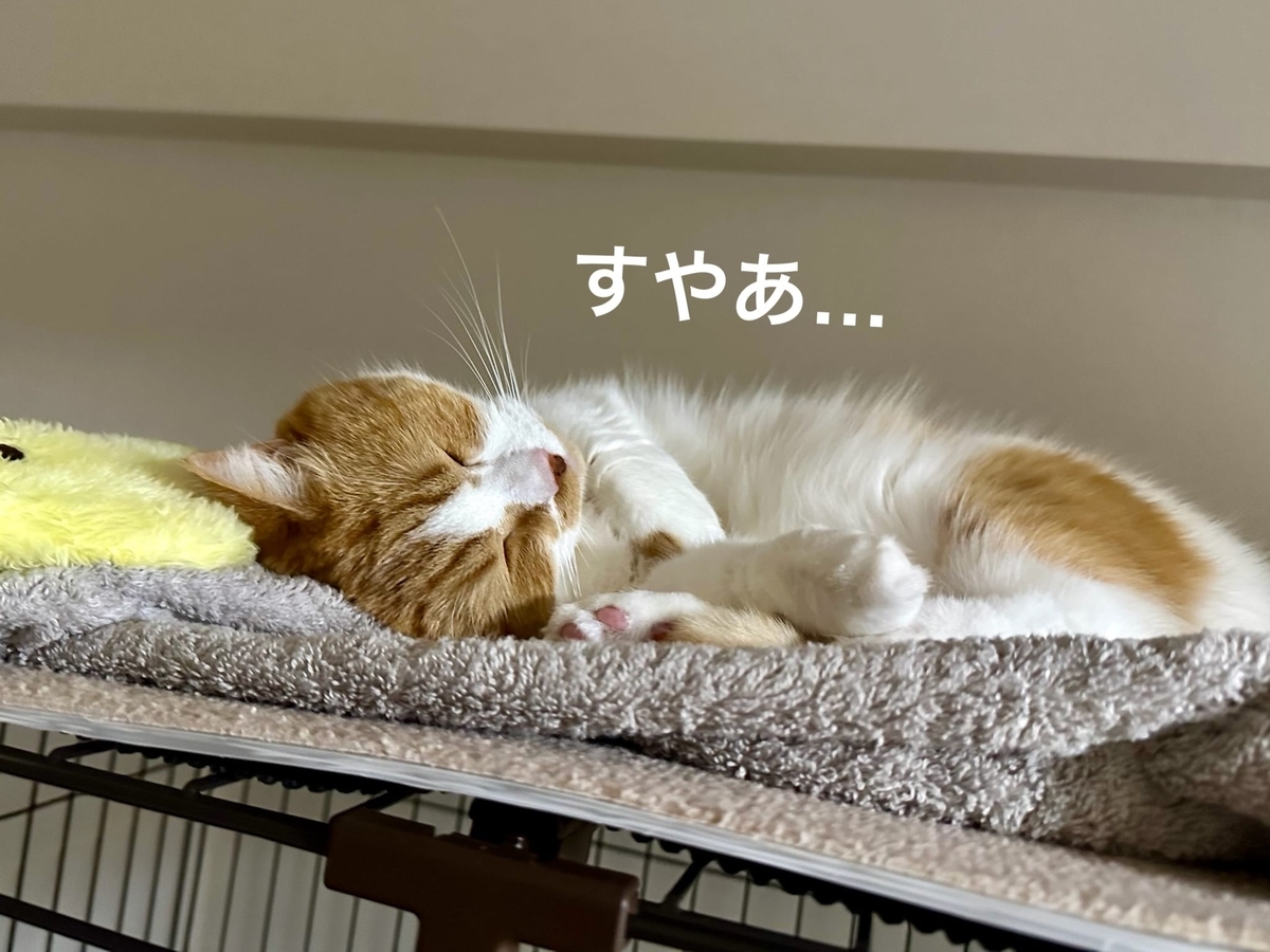 ケージでお昼寝中のるるもな2