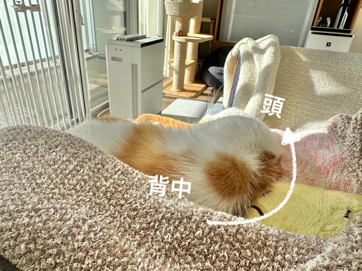 お昼寝タイムのるるちゃん2