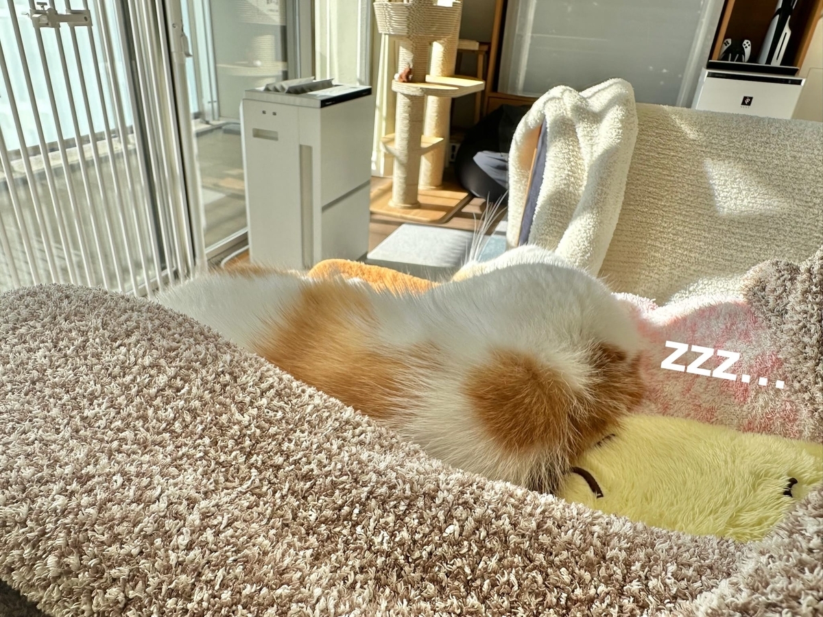 お昼寝タイムのるるちゃん1