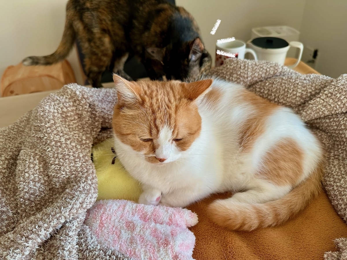食後のるるもな