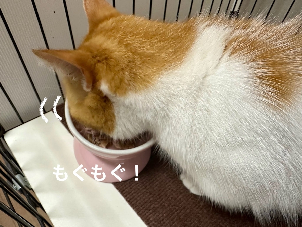 お食事タイムのるるもな1