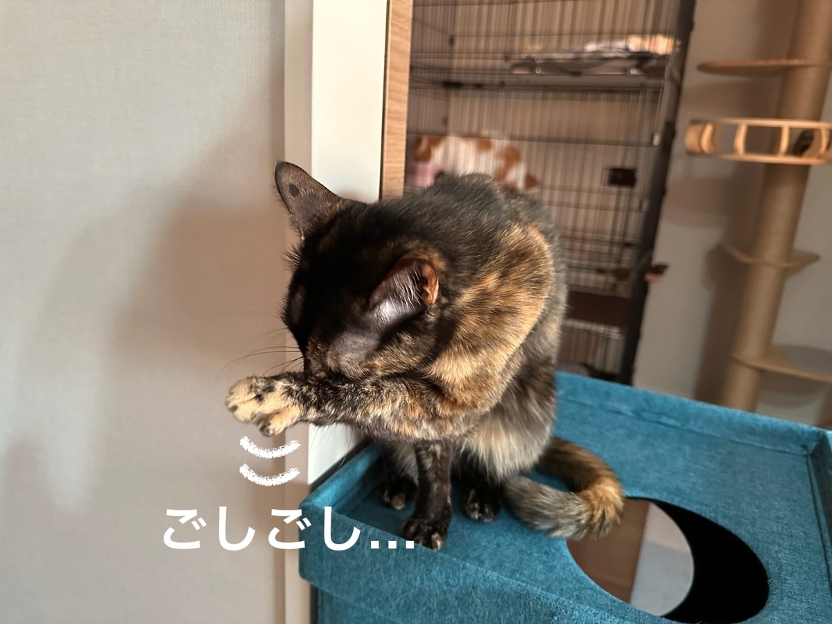 お顔を洗うもなちゃん