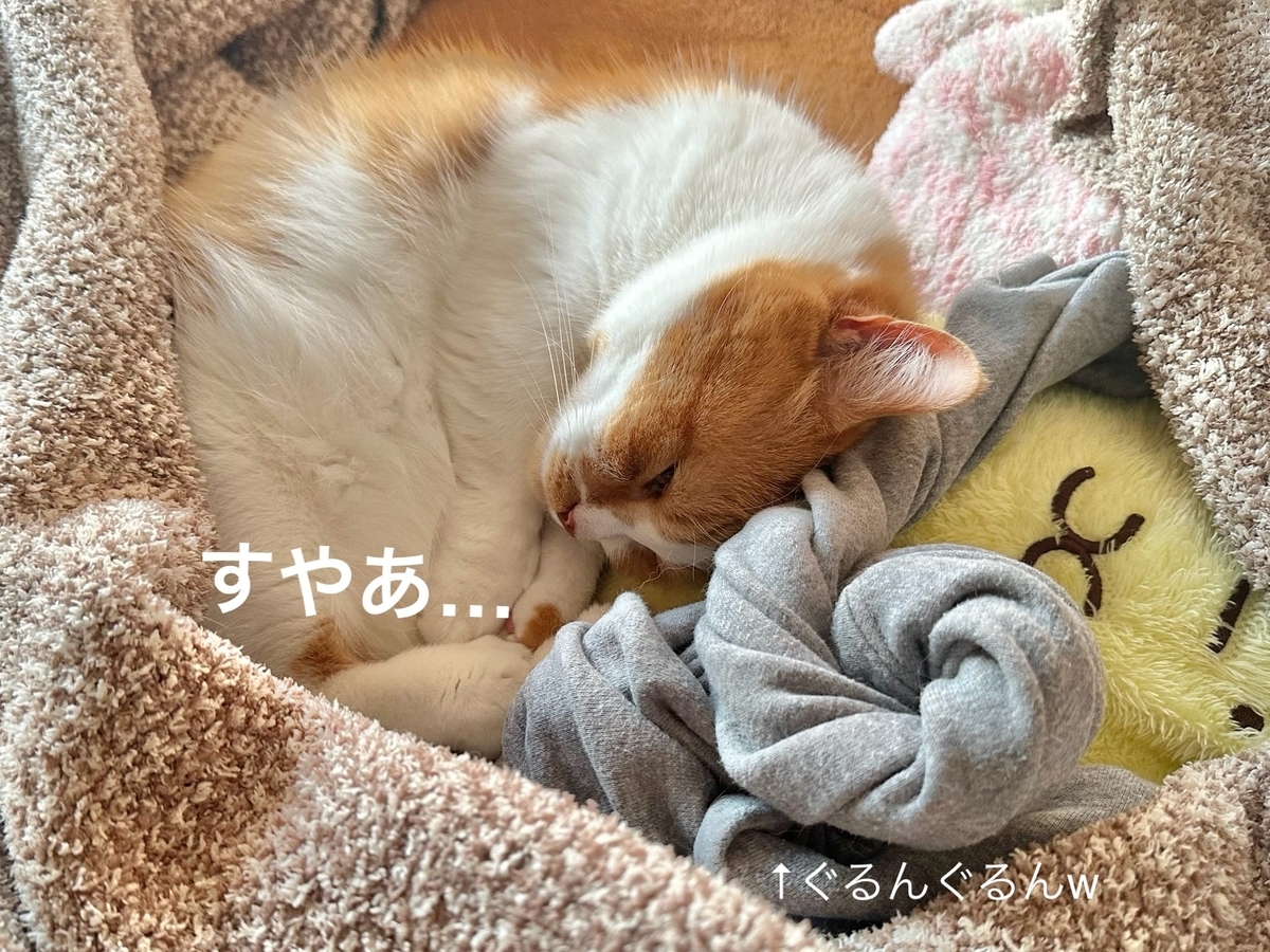飼い主のスウェットにくっつくるるちゃん2