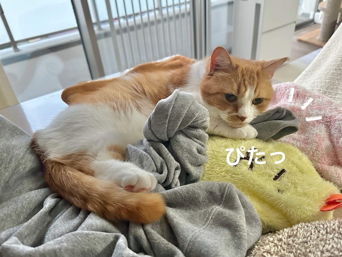 飼い主のスウェットにくっつくるるちゃん1