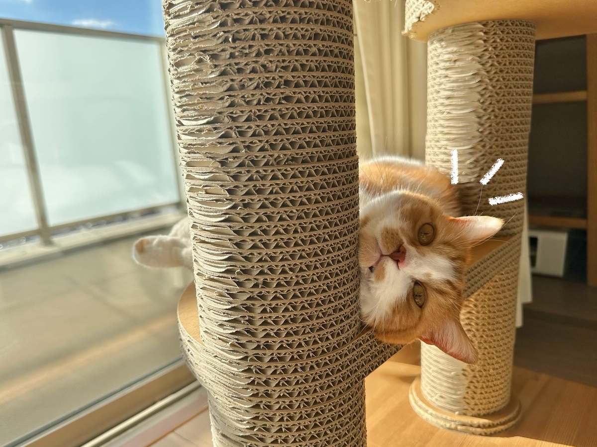 キャットタワーでごろごろするるるちゃん2
