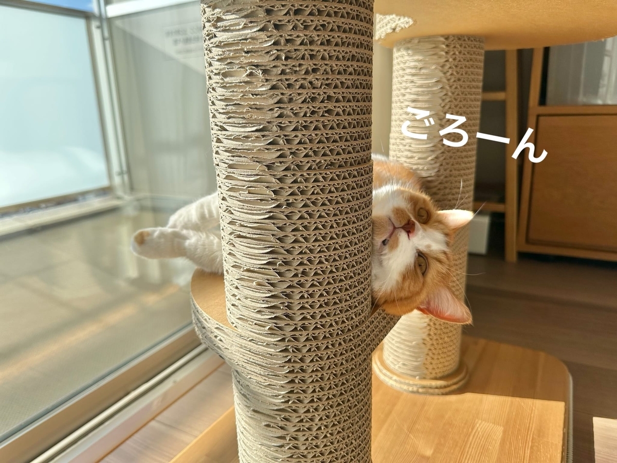 キャットタワーでごろごろするるるちゃん1