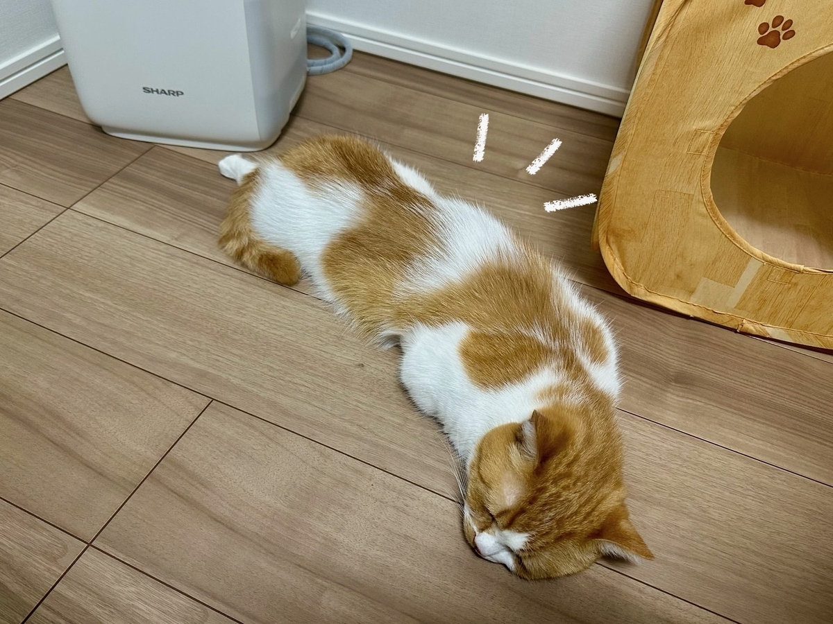 床暖にとろけるるるちゃん1