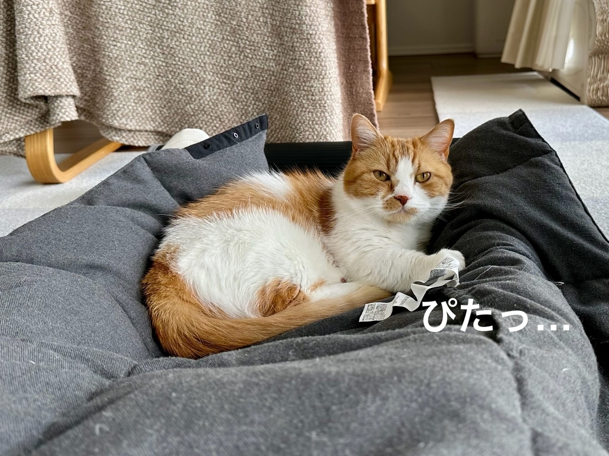 くっつくるるちゃん