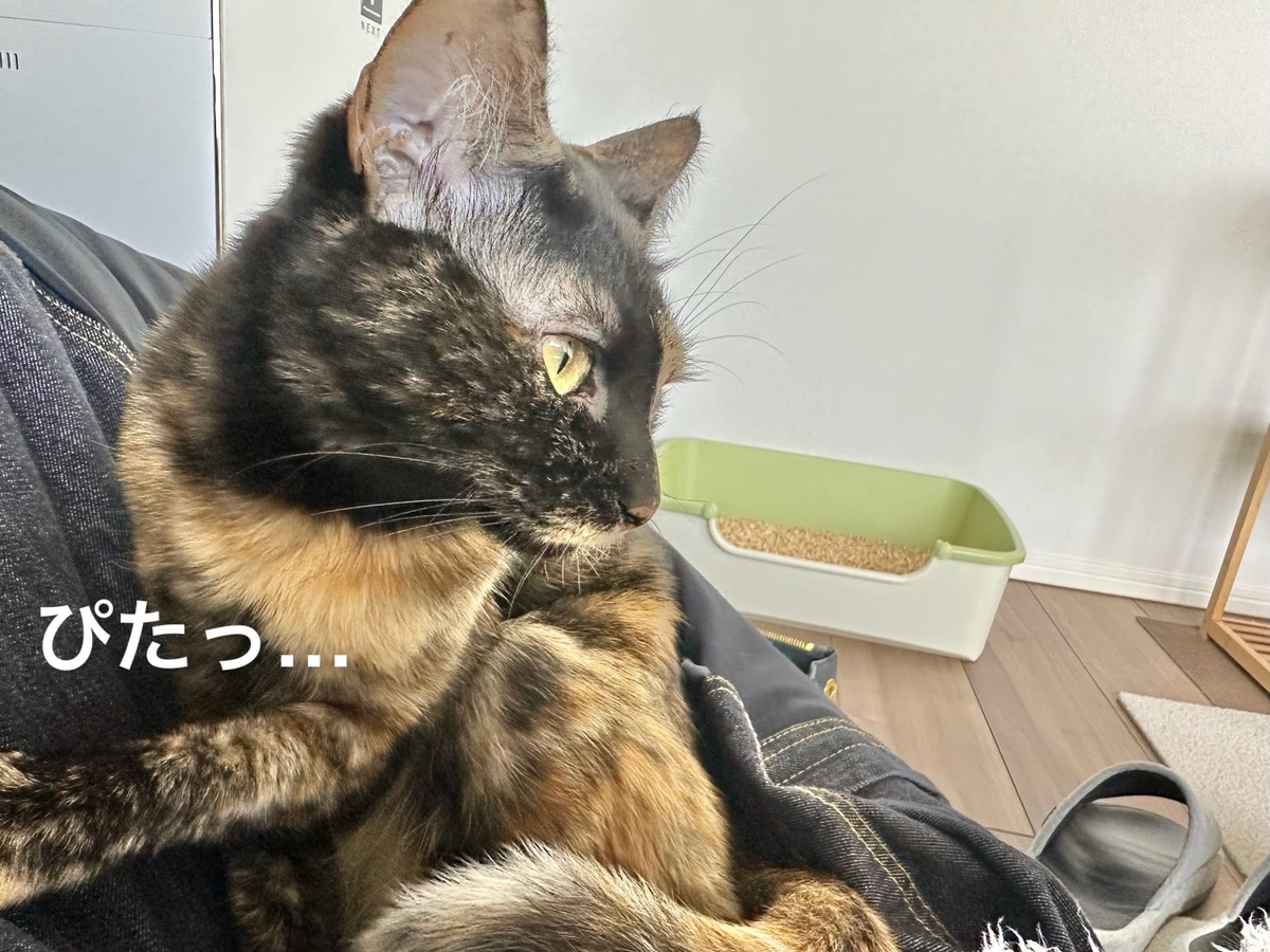 くっつくもなちゃん2