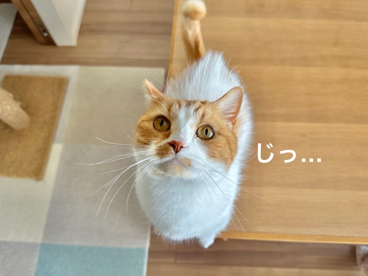 見つめるるるちゃん