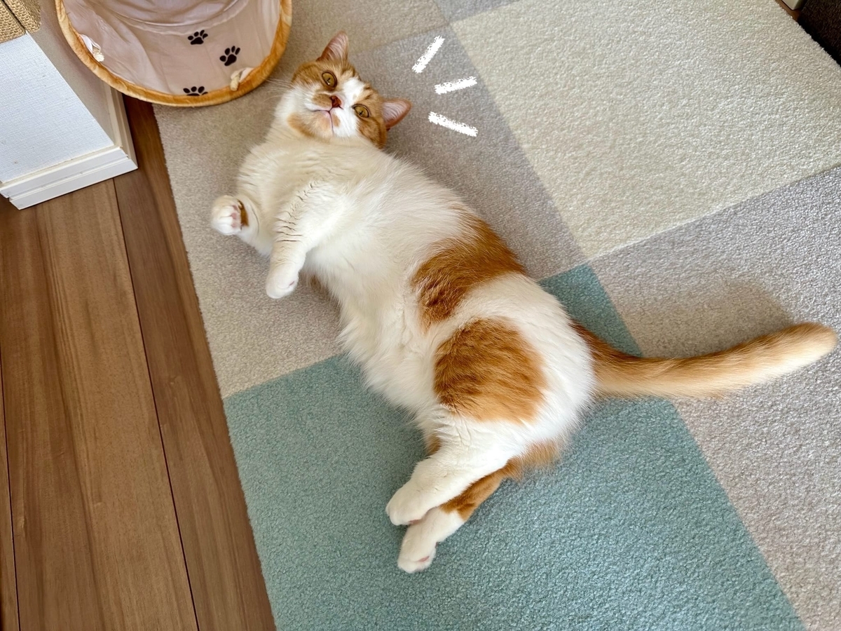 床に転がるるるちゃん