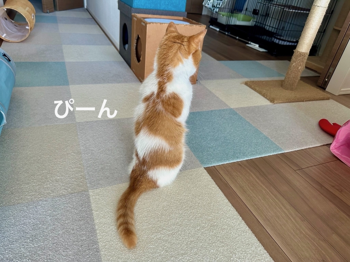 二本足立ちのるるちゃん1