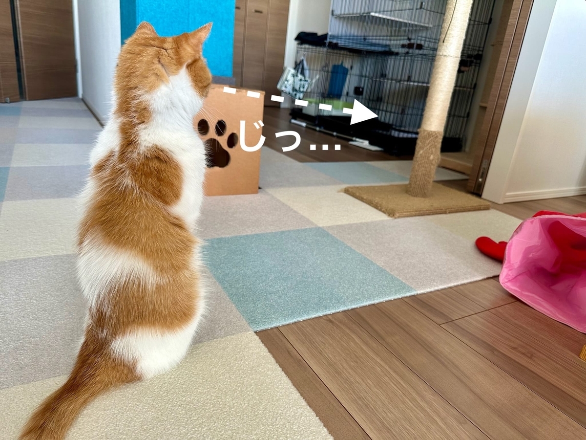 二本足立ちのるるちゃん2