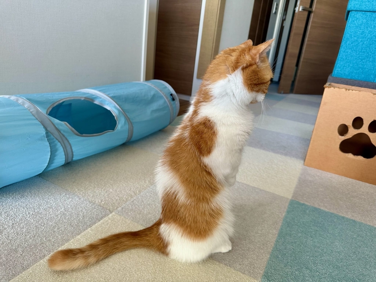 二本足立ちのるるちゃん3