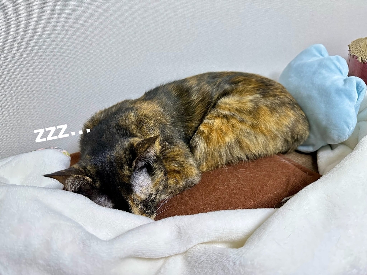 ケージのるるもな2