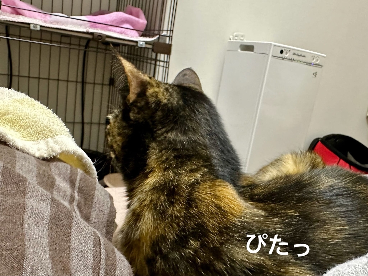 添い寝もなちゃん