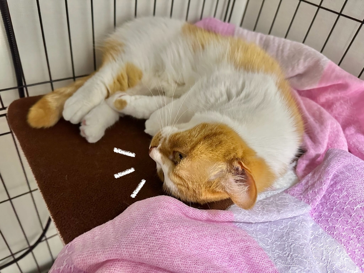 ケージのるるもな3