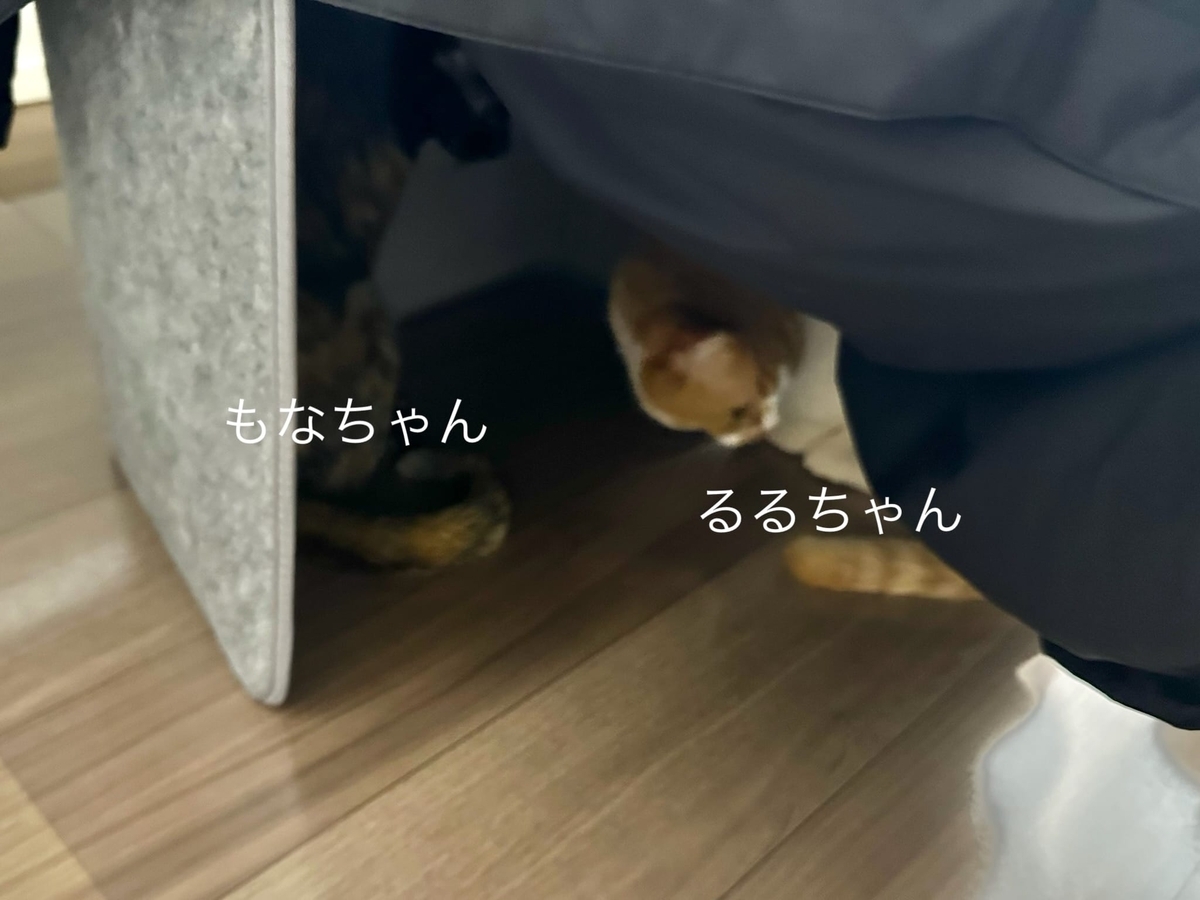 パネルヒーターでねこねこ集会