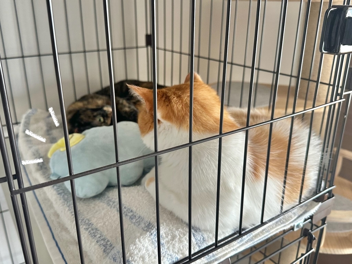急接近のるるもな2