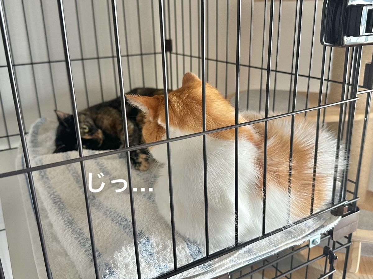 急接近のるるもな1