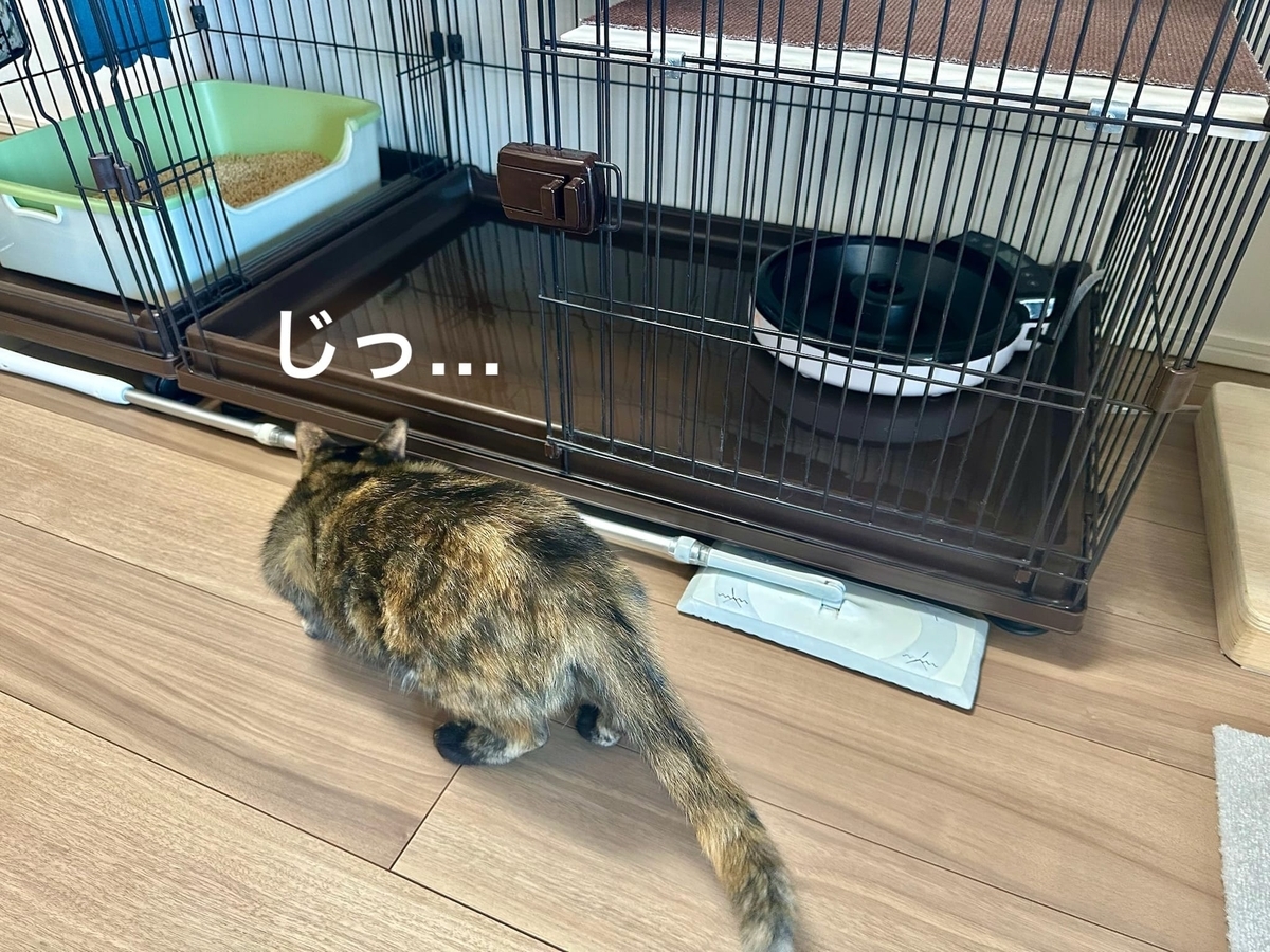 ケージ下をのぞくもなちゃん