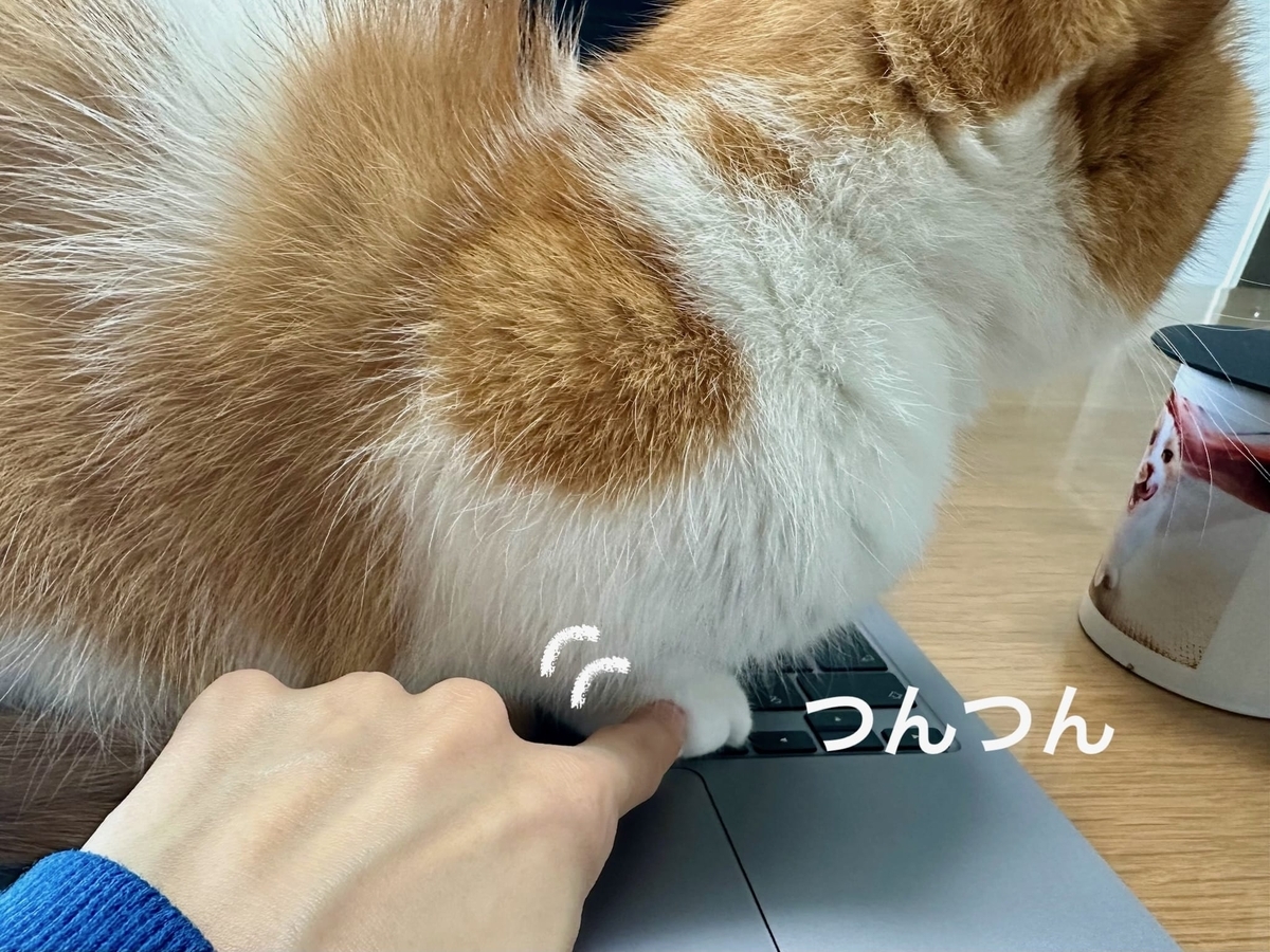 ネコハラるるちゃん2
