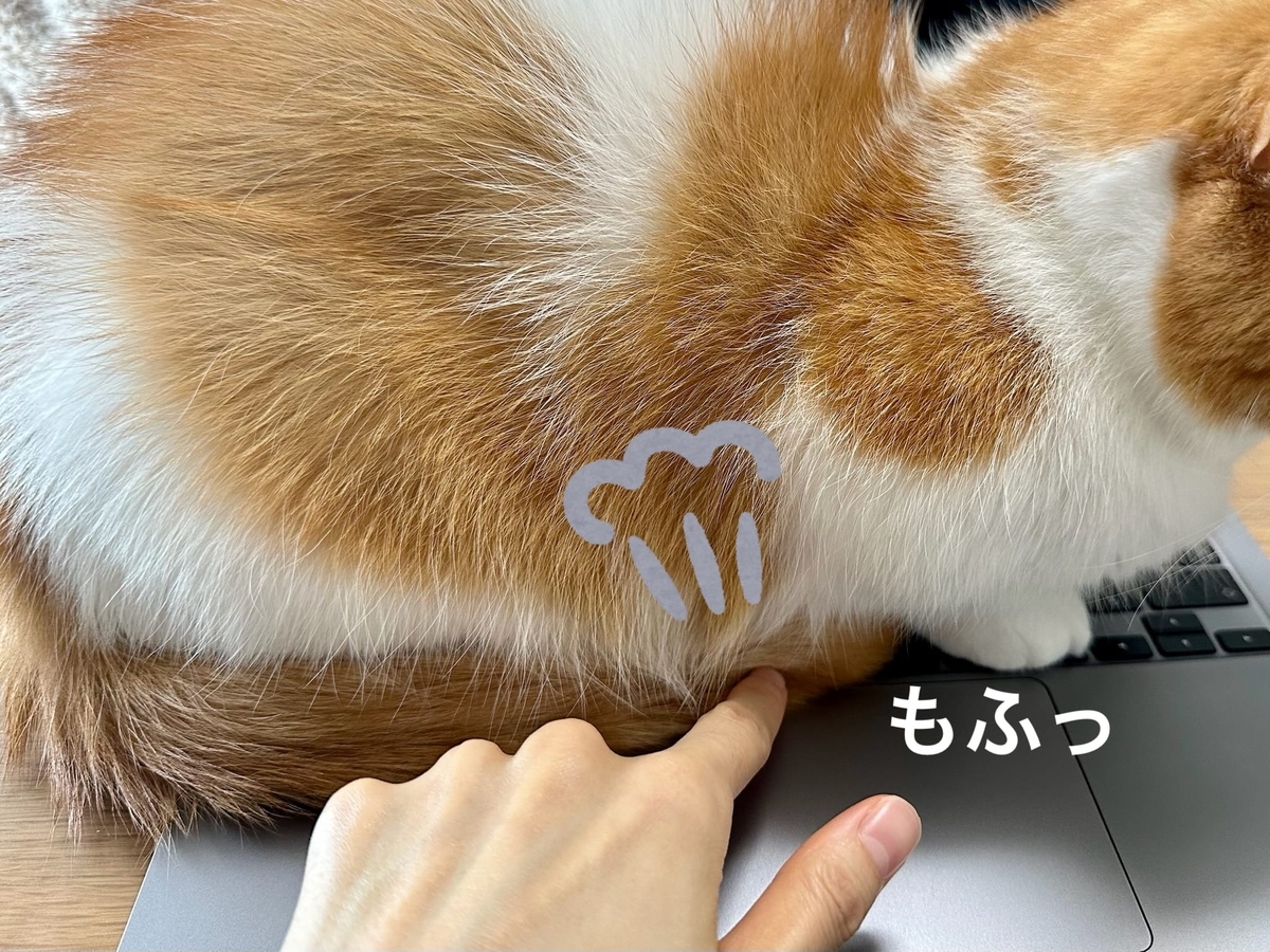 ネコハラるるちゃん3