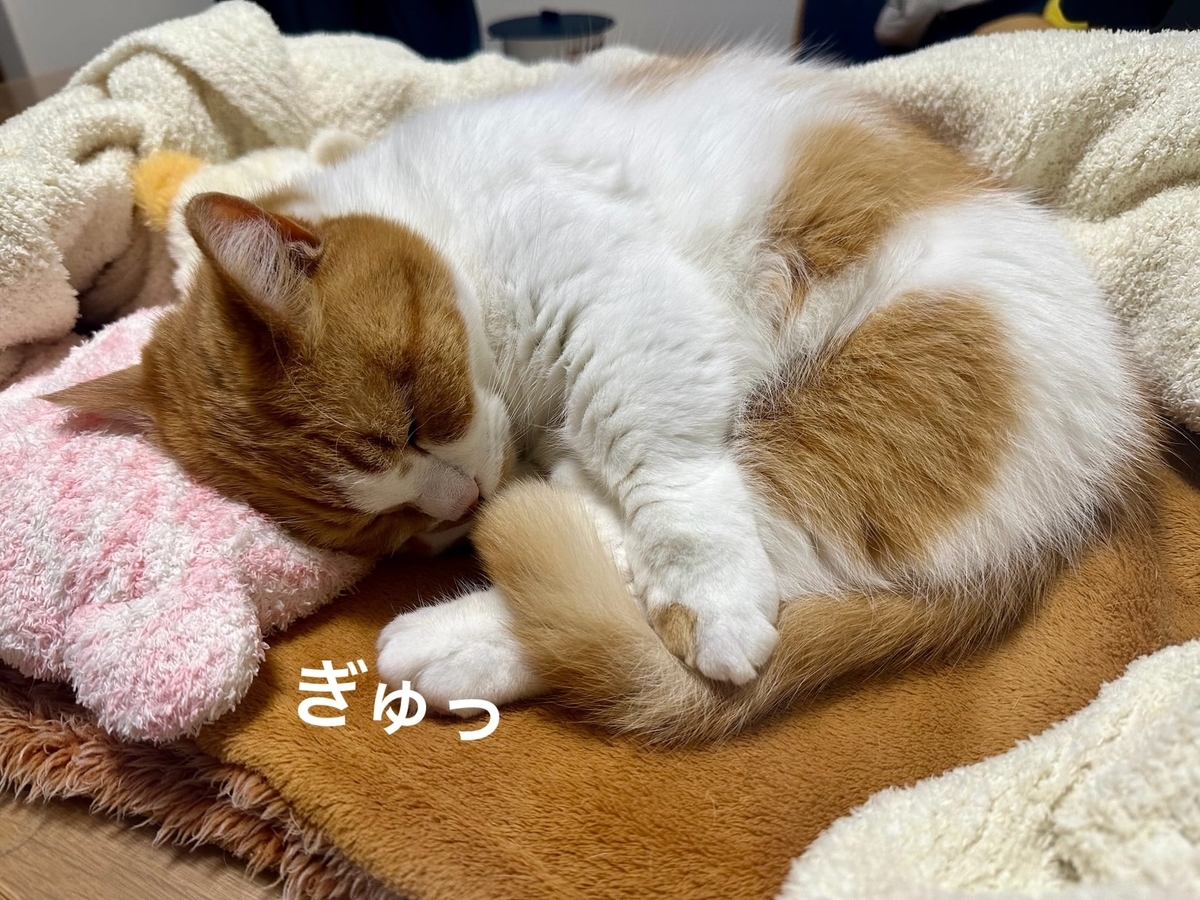 しっぽを握ってお昼寝