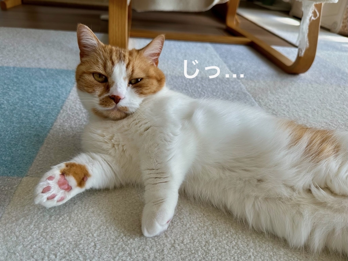 見つめるるるちゃん