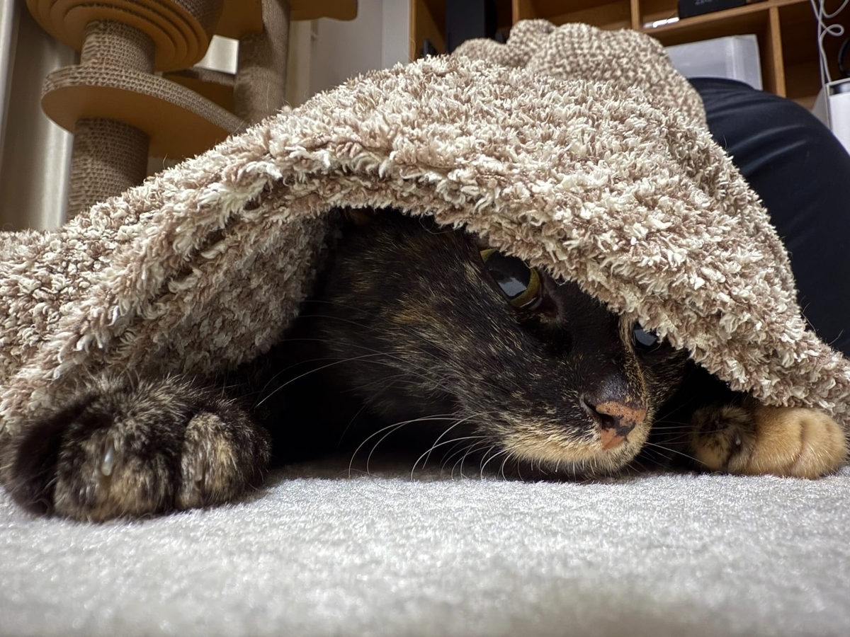 毛布にもぐるもなちゃん