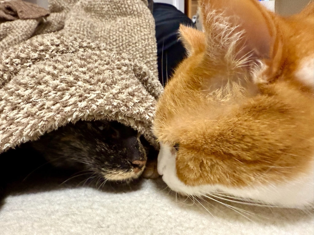 るるもなの鼻ちゅー2